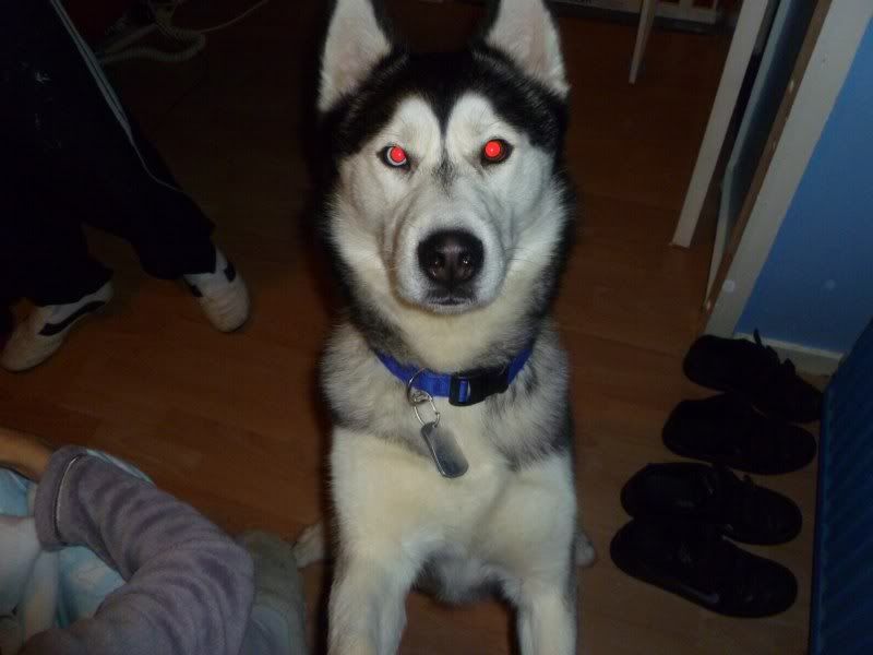 Nose changing colour - Husky General - Husky Owners - The Siberian ...